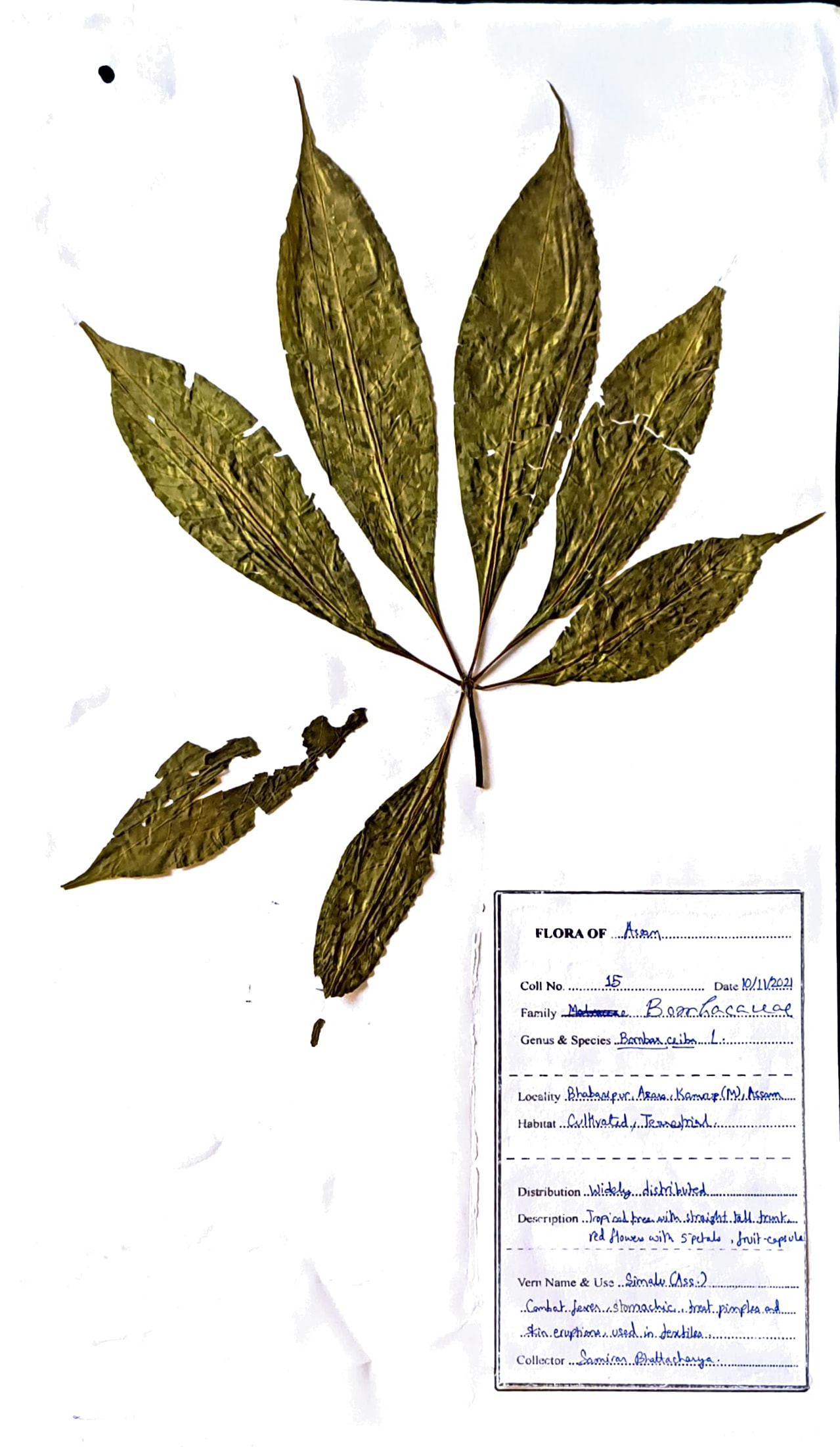 Simolu (Ass.) (Herbarium)